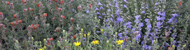 Field of wildflowers