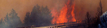 Wildfire