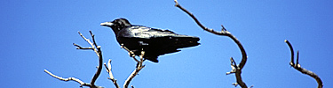 Common Raven