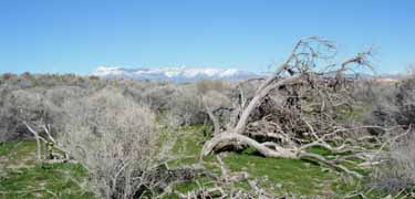 Scenic Stump Spring provided water for trail travelers in Nevada.