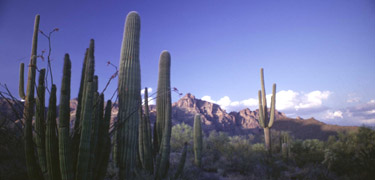 sunrise reflecting in the Ajo Mountains