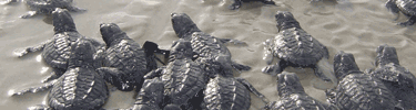 Hatchlings rush for the water at a release.