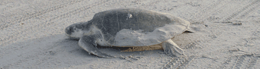 Kemp's ridleys are the most endangered sea turtle in the world.