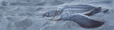 Note the distinct back on this leatherback hatchling.