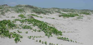 Dunes in South Beach in June of 2003