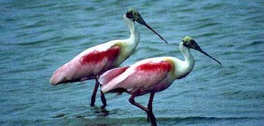 Roseate Spoonbills are one of the many species of native south Texas birds found on the island.