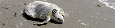 Kemp's ridley on shore