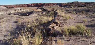 Petrified Forest National Park - Petrified Forest National Park (U.S. National Park Service)