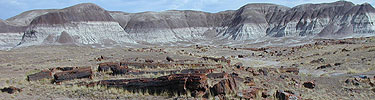 long logs in Rainbow Forest, Photo by Marge Post/NPS