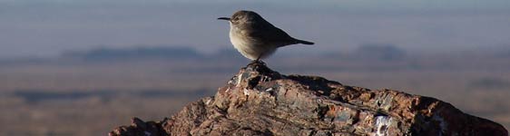 rock wren on petrified wood, Photo by Marge Post/NPS