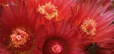 A cluster of barrel cactus blossoms photographed in early September
