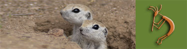 A pair of round-tailed ground squirrels.