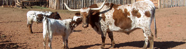 Longhorn cattle at Pipe Spring.