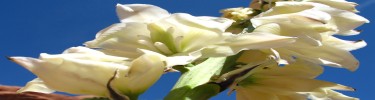 Flowering Yucca