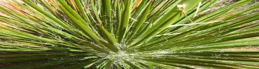 Yucca Leaves
