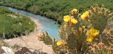 Prickly pear cactus and the Rio Grande