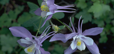 A photo of three columbines