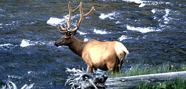 This is a photo of a bull elk in the river.