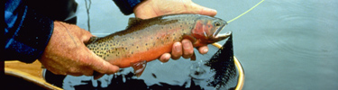 a photo of a fish