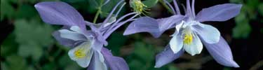 a photo of columbine flowers