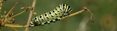 a photo of an Eastern Black Swallowtail caterpillar