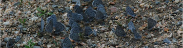 a photo of Celastrina ladon, the Spring Azure butterfly
