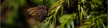 a photo of Callophrys eryphon, or Western Pine Elfin