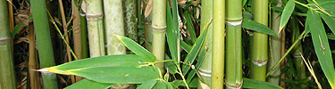 Bamboo is an invasive specie