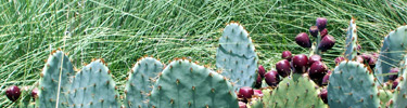 Prickly Pear Cactus