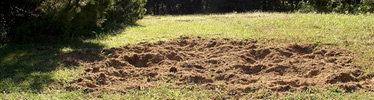 Feral hogs cause damage to landscapes