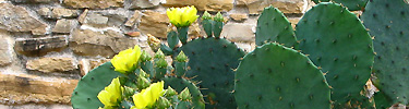 Prickly Pear Cactus