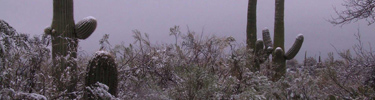 Saguaro in winter - Photo by Joshua Boles