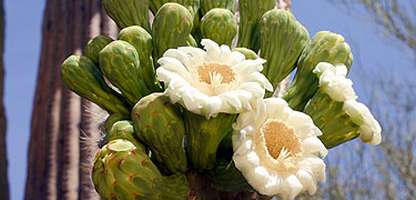 Saguaro Blossoms Photo by John Williams