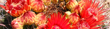 Cactus Blossoms - Photo by John Williams