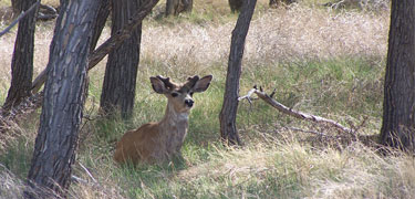 Sand Creek Massacre NHS, mule deer