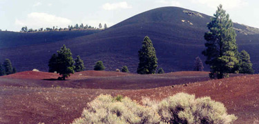 Plant growing in lava field