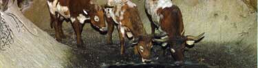 Cattle