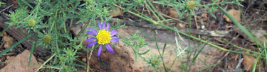 Un remedio de Gloria