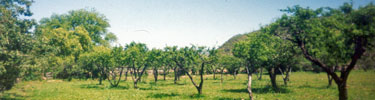 Orchard at Chinapa, Sonora