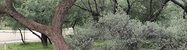 Underbrush