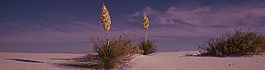 Yucca 2