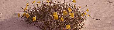 evening primrose