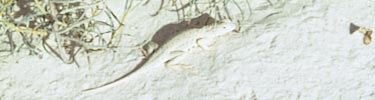 lizard