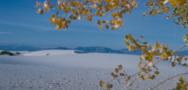 cottonwoods and dunes