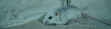 pocket mouse