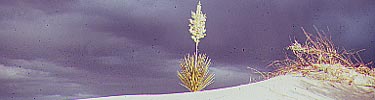 Yucca 1