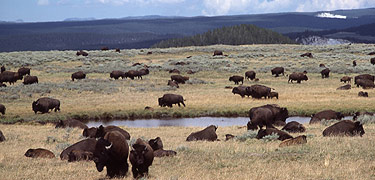 A herd of bison grazes in a meadow.
