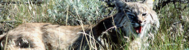 bobcat