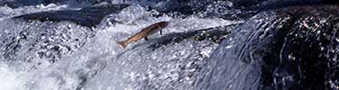 Cutthroat Trout leaping at LeHardy Rapids.