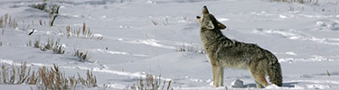 A coyote howling in a snow-covered landscape.